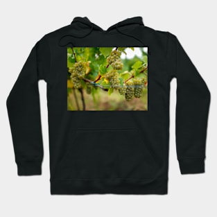 Ripening grapes on the vine Hoodie